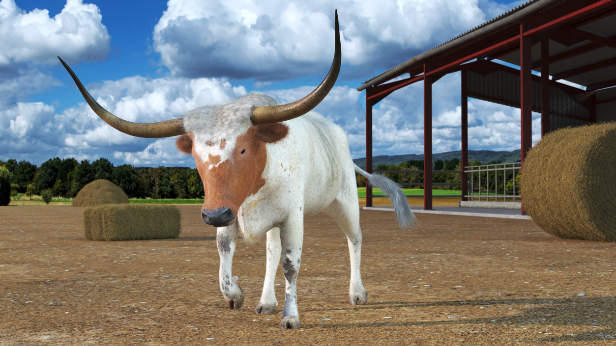 White Texas Longhorn Bull Walking Pose Fur 3D