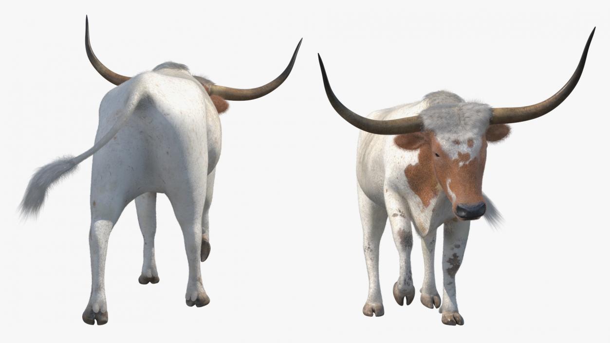 White Texas Longhorn Bull Walking Pose Fur 3D