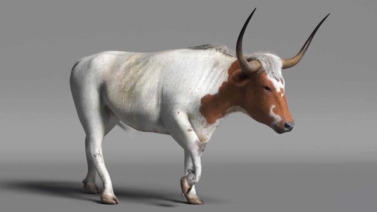 White Texas Longhorn Bull Walking Pose Fur 3D