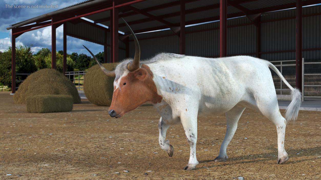 White Texas Longhorn Bull Walking Pose Fur 3D