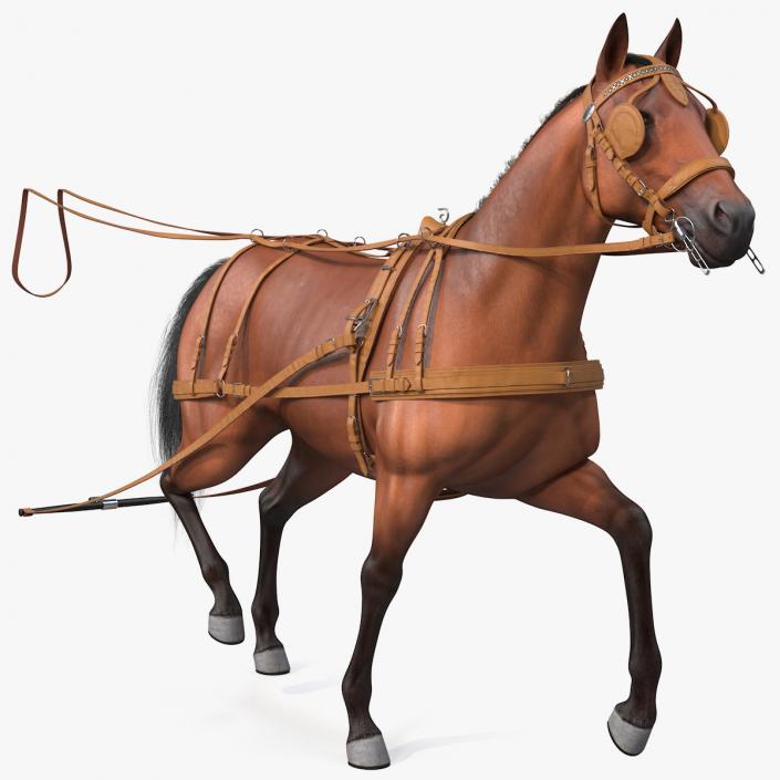 Horse Drawn Leather Single Driving Harness Walking Pose Fur 3D model