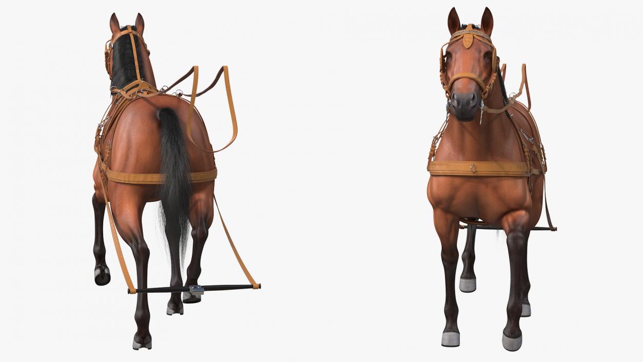 Horse Drawn Leather Single Driving Harness Walking Pose Fur 3D model