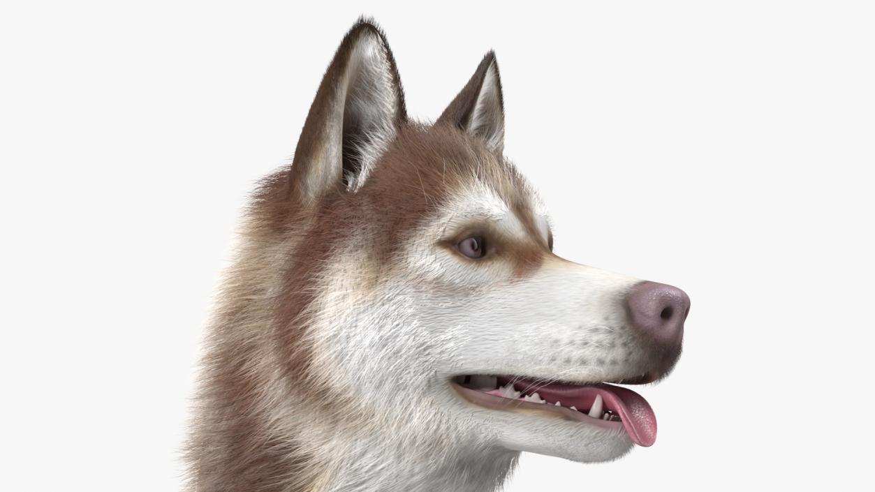 Siberian Husky Copper Standing Pose Fur 3D model