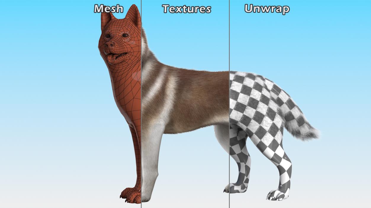 Siberian Husky Copper Standing Pose Fur 3D model