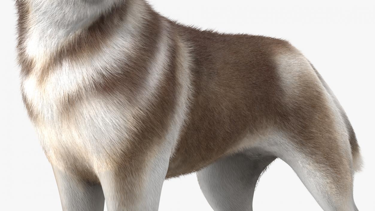 Siberian Husky Copper Standing Pose Fur 3D model