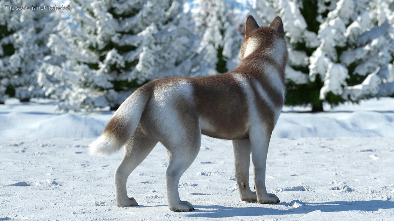 Siberian Husky Copper Standing Pose Fur 3D model