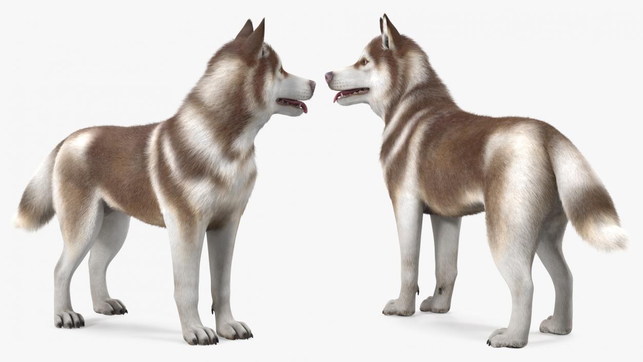 Siberian Husky Copper Standing Pose Fur 3D model