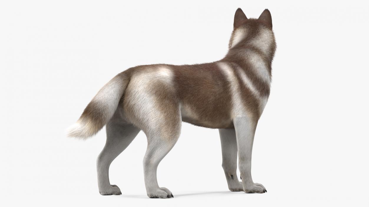 Siberian Husky Copper Standing Pose Fur 3D model