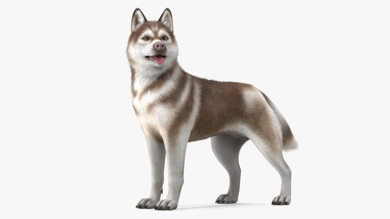 Siberian Husky Copper Standing Pose Fur 3D model