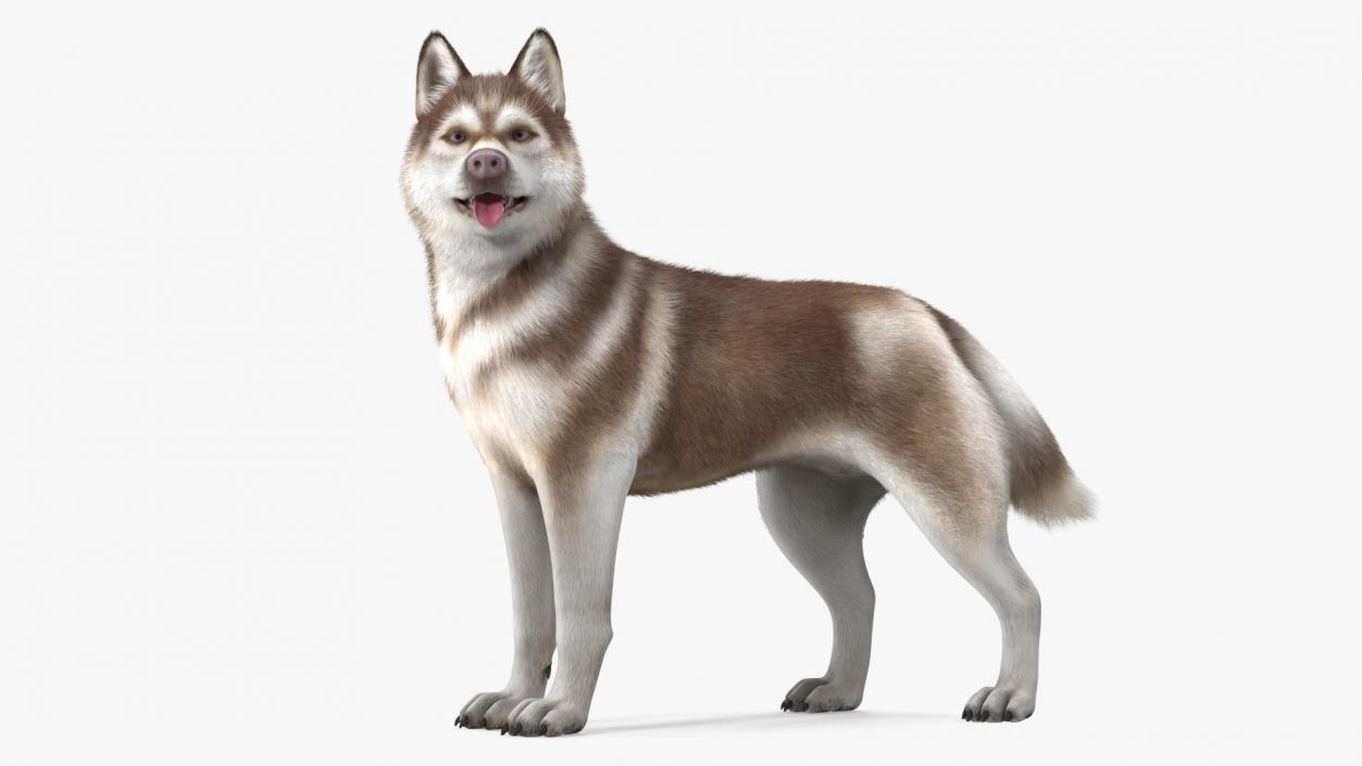 Siberian Husky Copper Standing Pose Fur 3D model