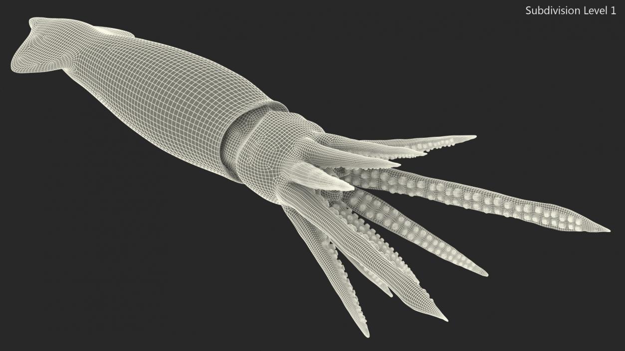 3D model Arrow Squid Doryteuthis Plei Rigged