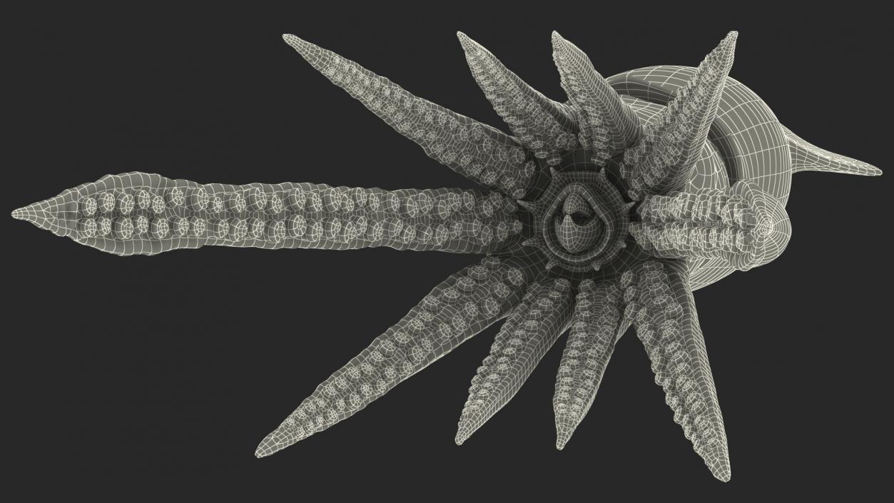 3D model Arrow Squid Doryteuthis Plei Rigged