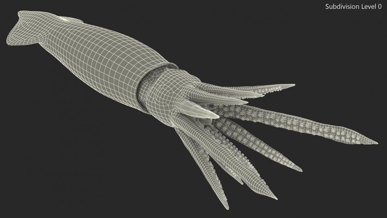 3D model Arrow Squid Doryteuthis Plei Rigged