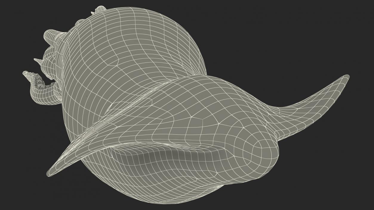 3D model Arrow Squid Doryteuthis Plei Rigged