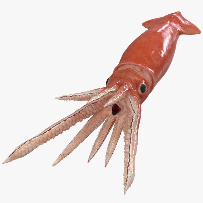 3D model Arrow Squid Doryteuthis Plei Rigged