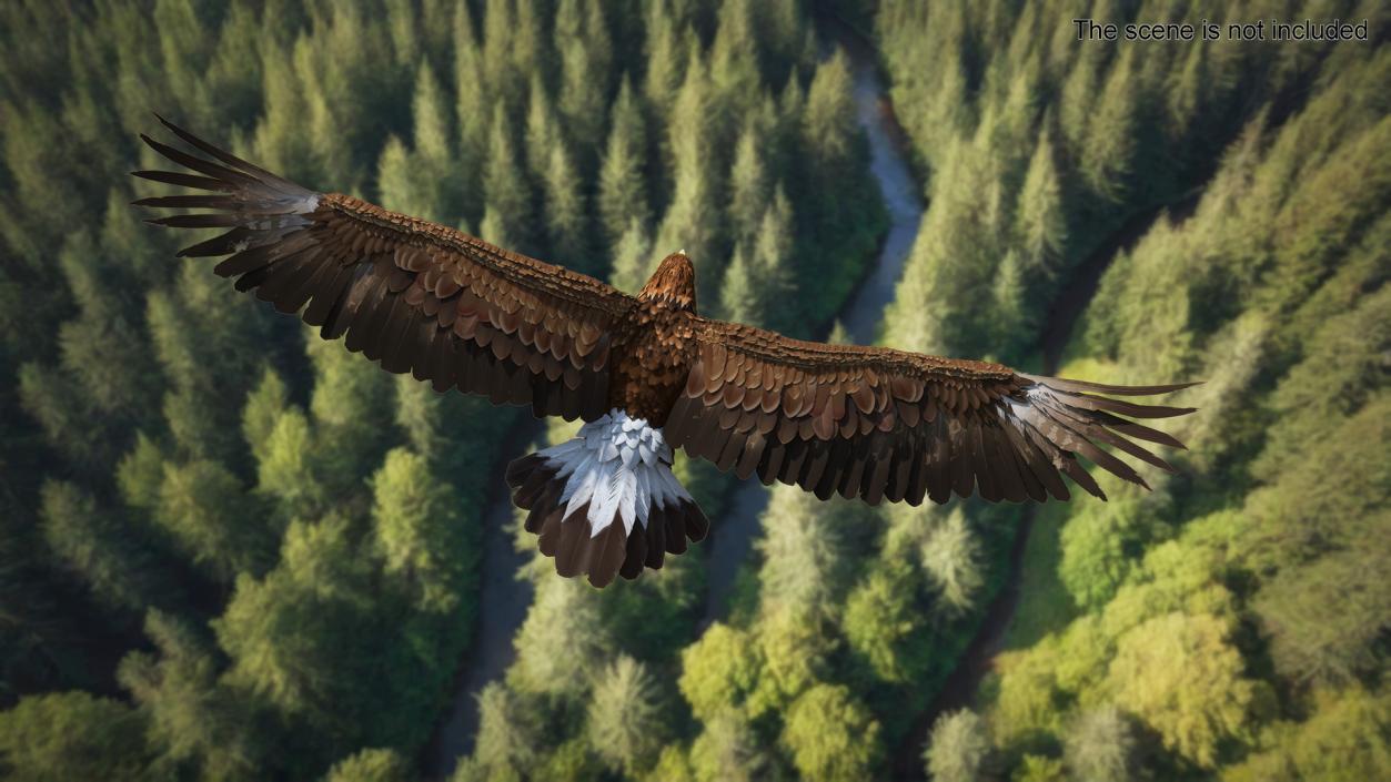 Realistic Golden Eagle Flying 3D model