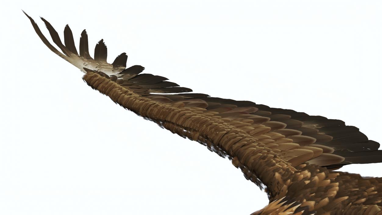 Realistic Golden Eagle Flying 3D model