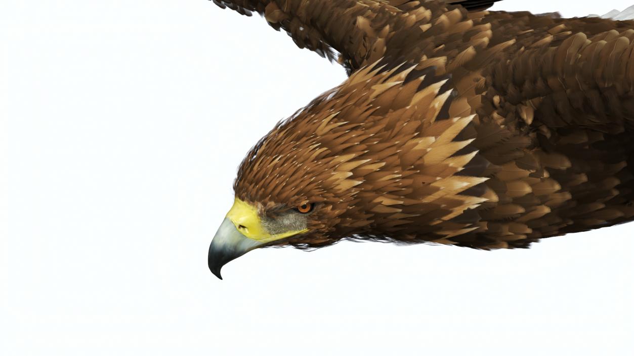 Realistic Golden Eagle Flying 3D model