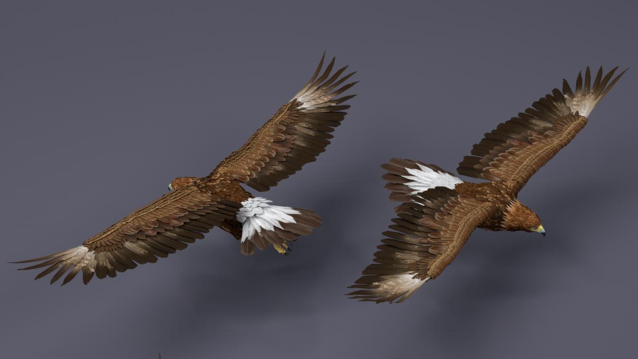 Realistic Golden Eagle Flying 3D model