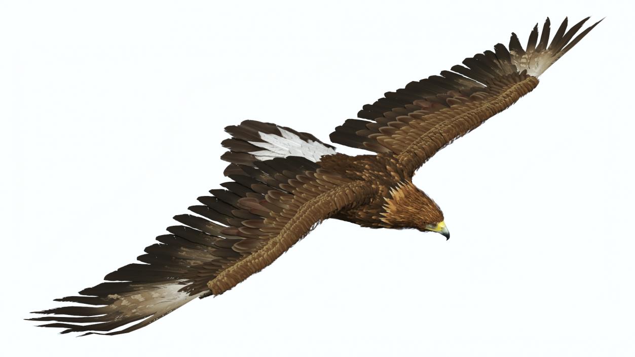 Realistic Golden Eagle Flying 3D model