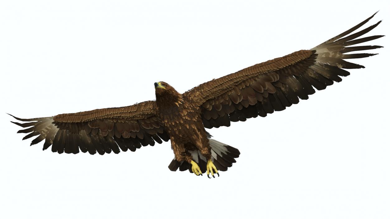 Realistic Golden Eagle Flying 3D model