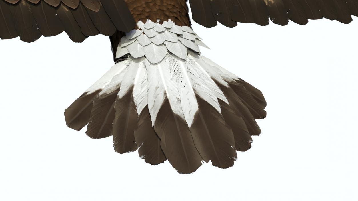 Realistic Golden Eagle Flying 3D model