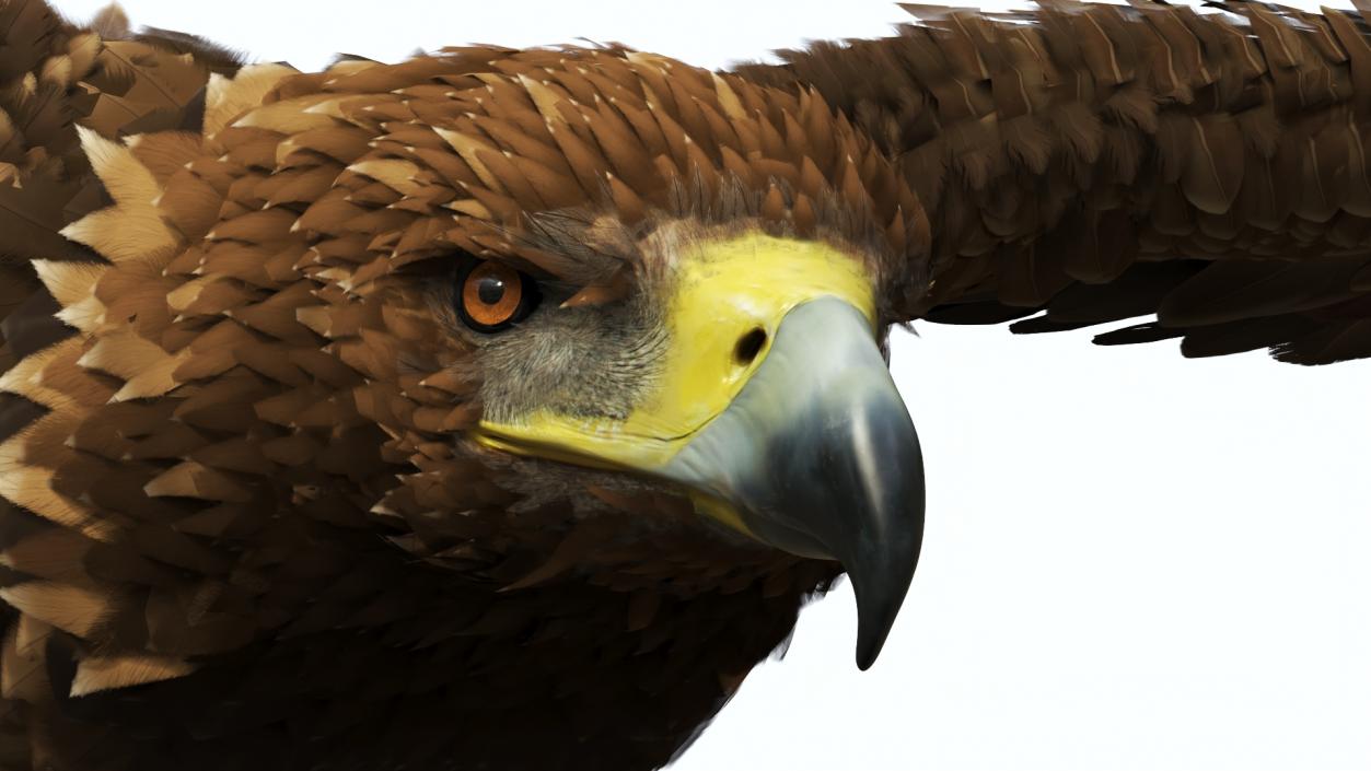 Realistic Golden Eagle Flying 3D model