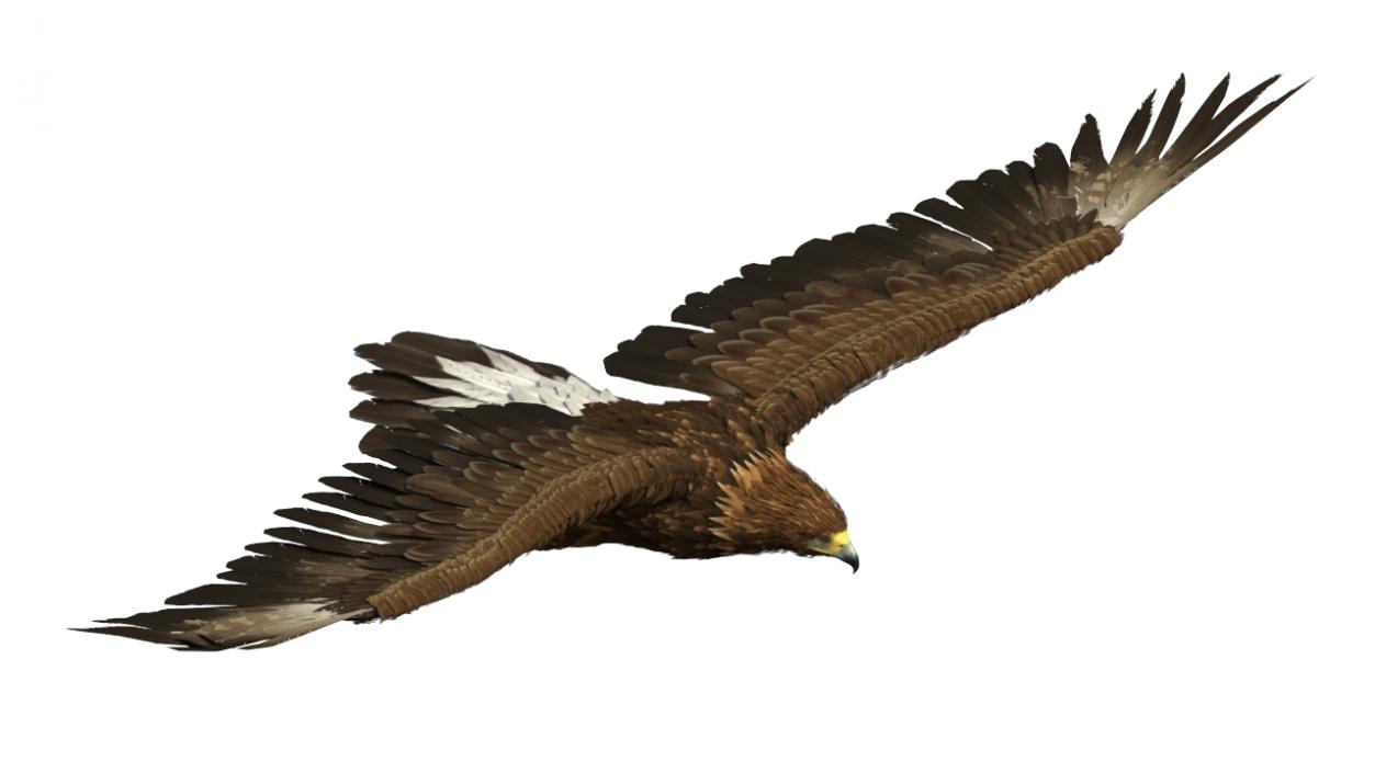 Realistic Golden Eagle Flying 3D model