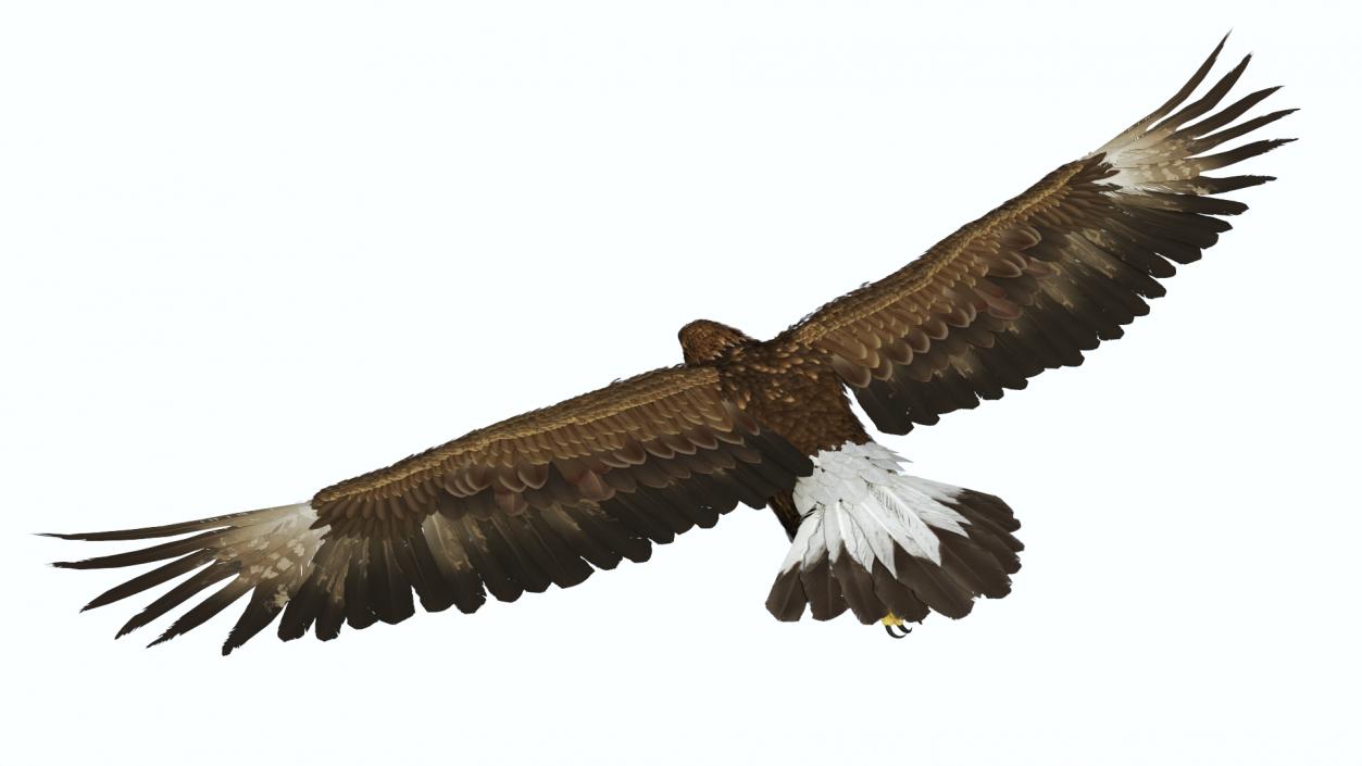 Realistic Golden Eagle Flying 3D model