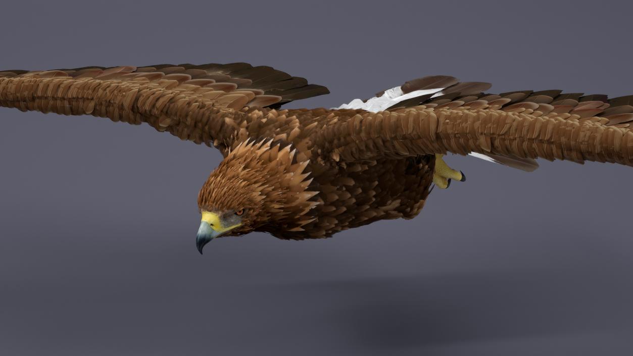 Realistic Golden Eagle Flying 3D model