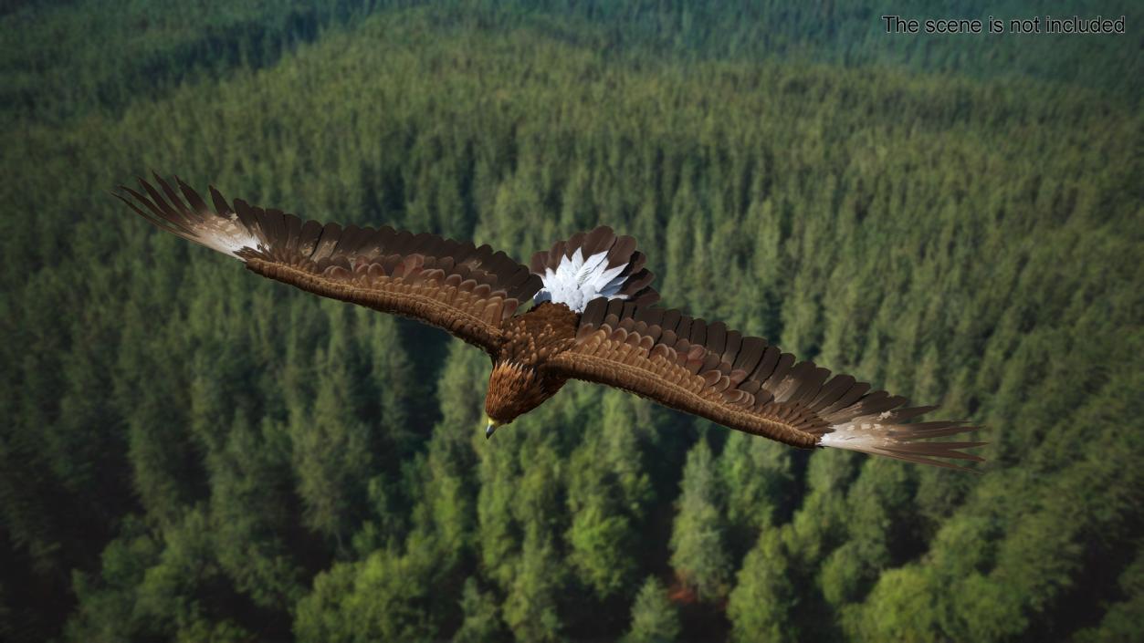 Realistic Golden Eagle Flying 3D model