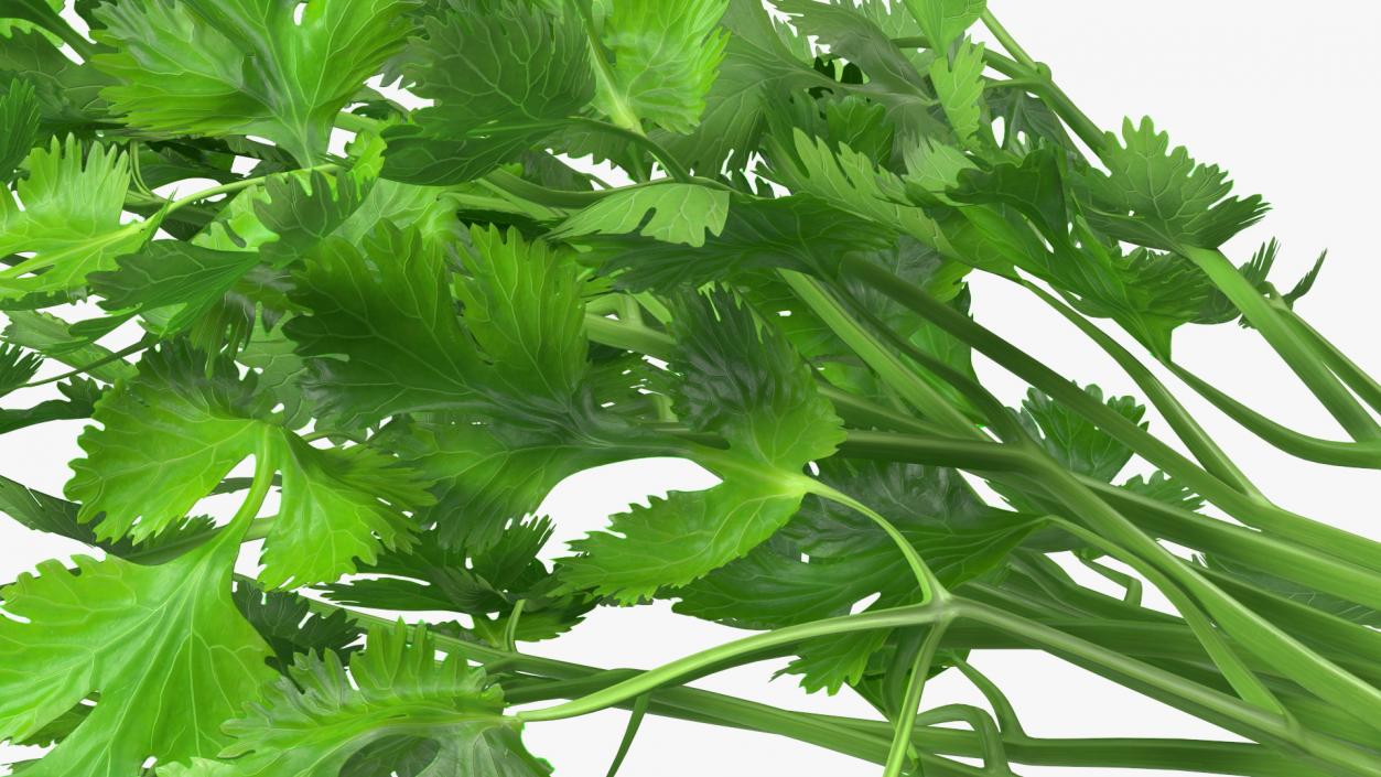 Cilantro Bunch 3D model