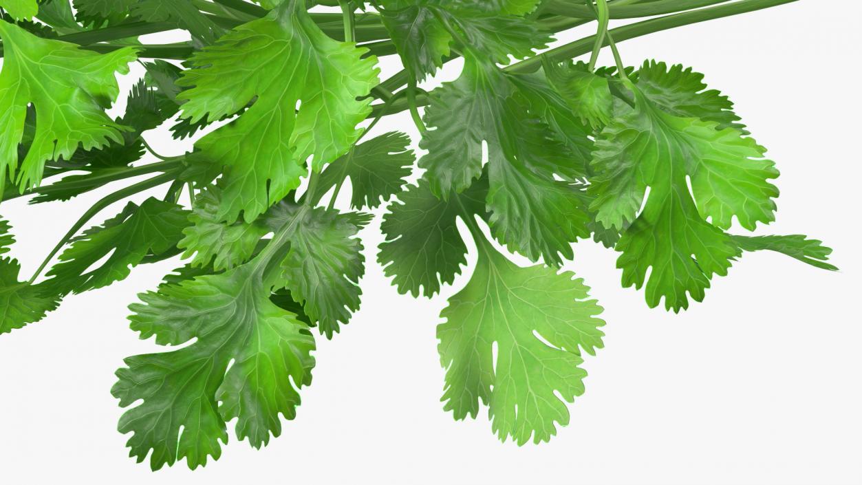 Cilantro Bunch 3D model