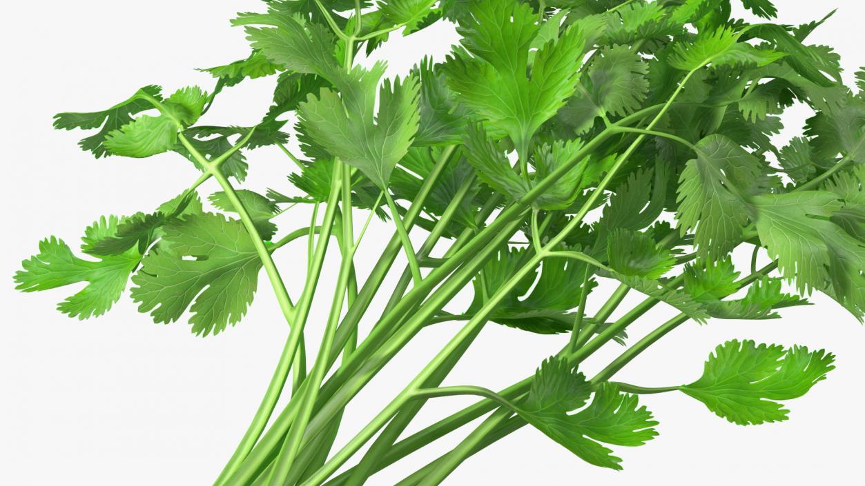 Cilantro Bunch 3D model