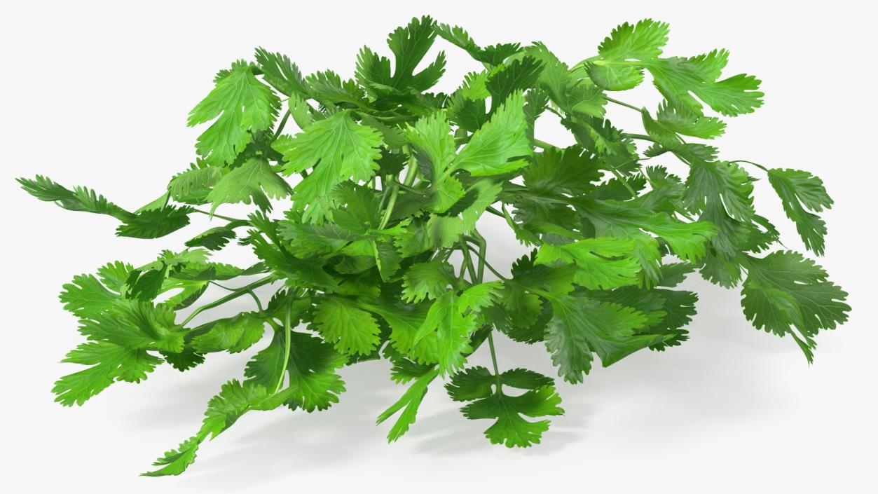 Cilantro Bunch 3D model