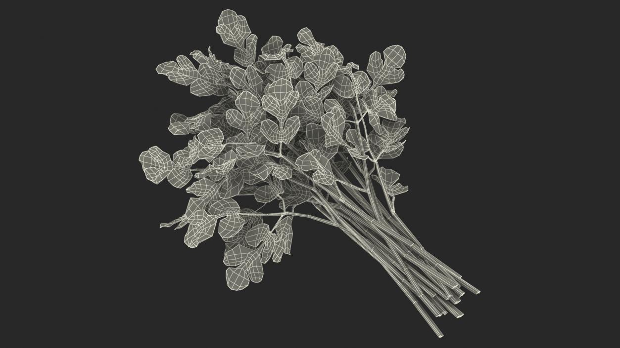 Cilantro Bunch 3D model