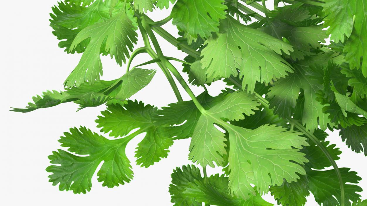 Cilantro Bunch 3D model