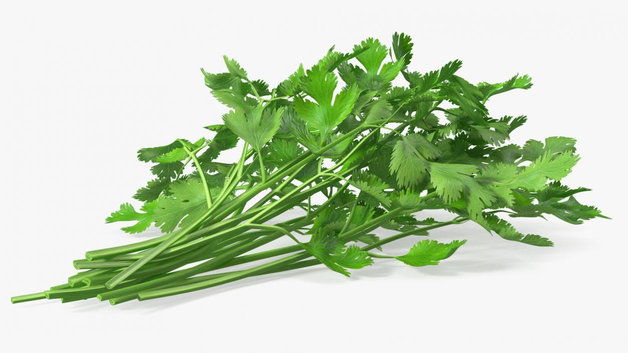 Cilantro Bunch 3D model