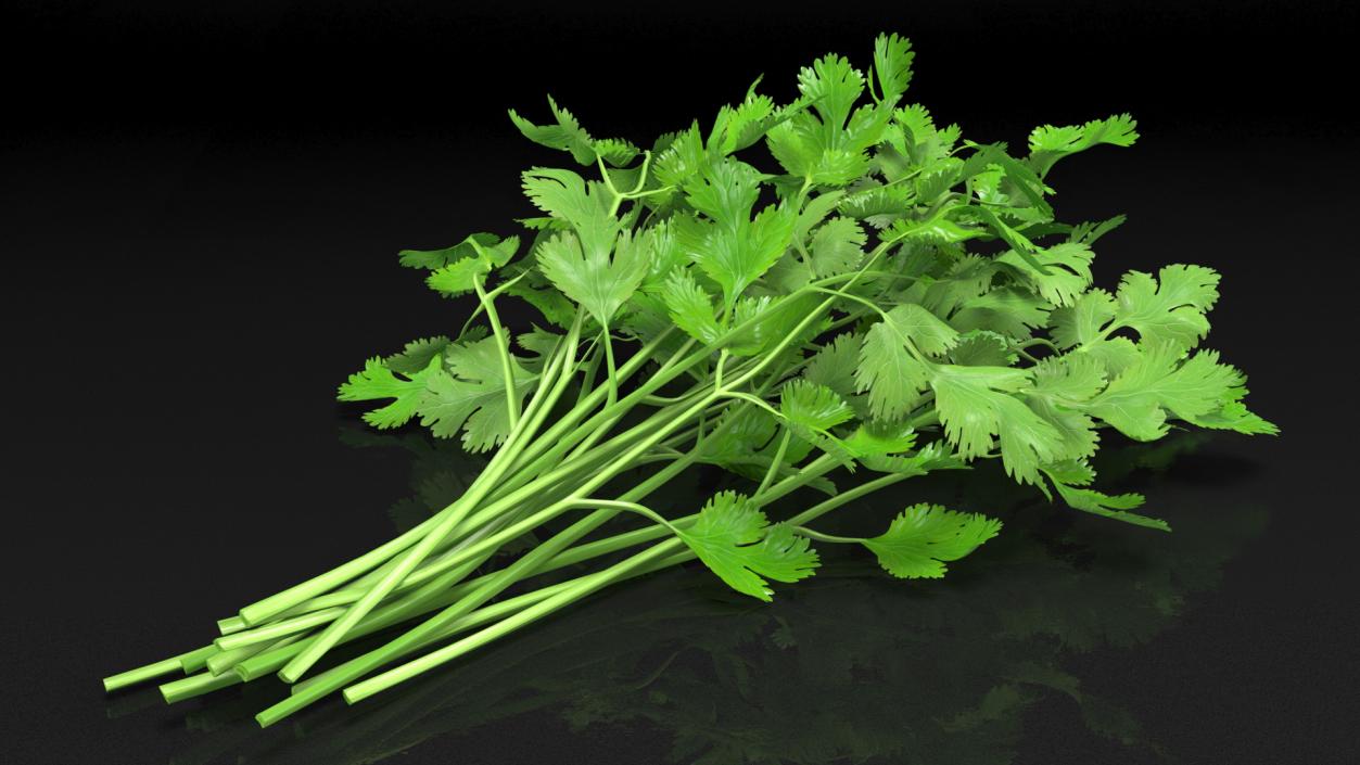 Cilantro Bunch 3D model