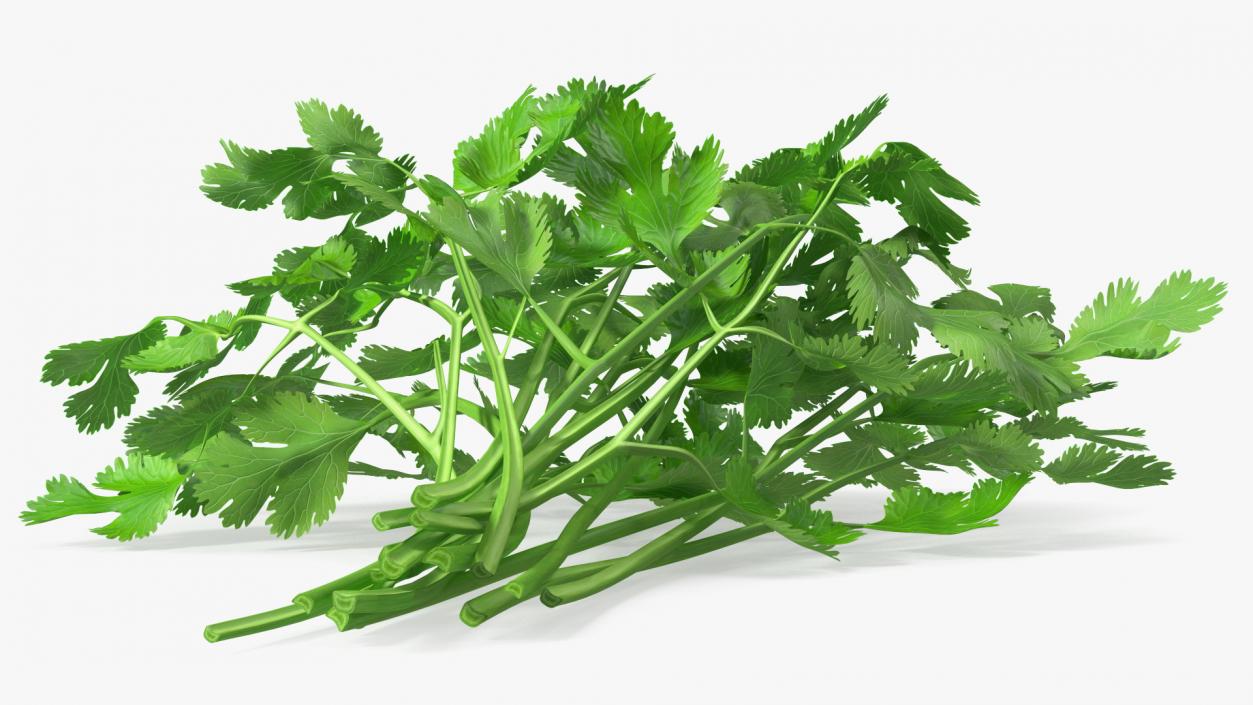 Cilantro Bunch 3D model