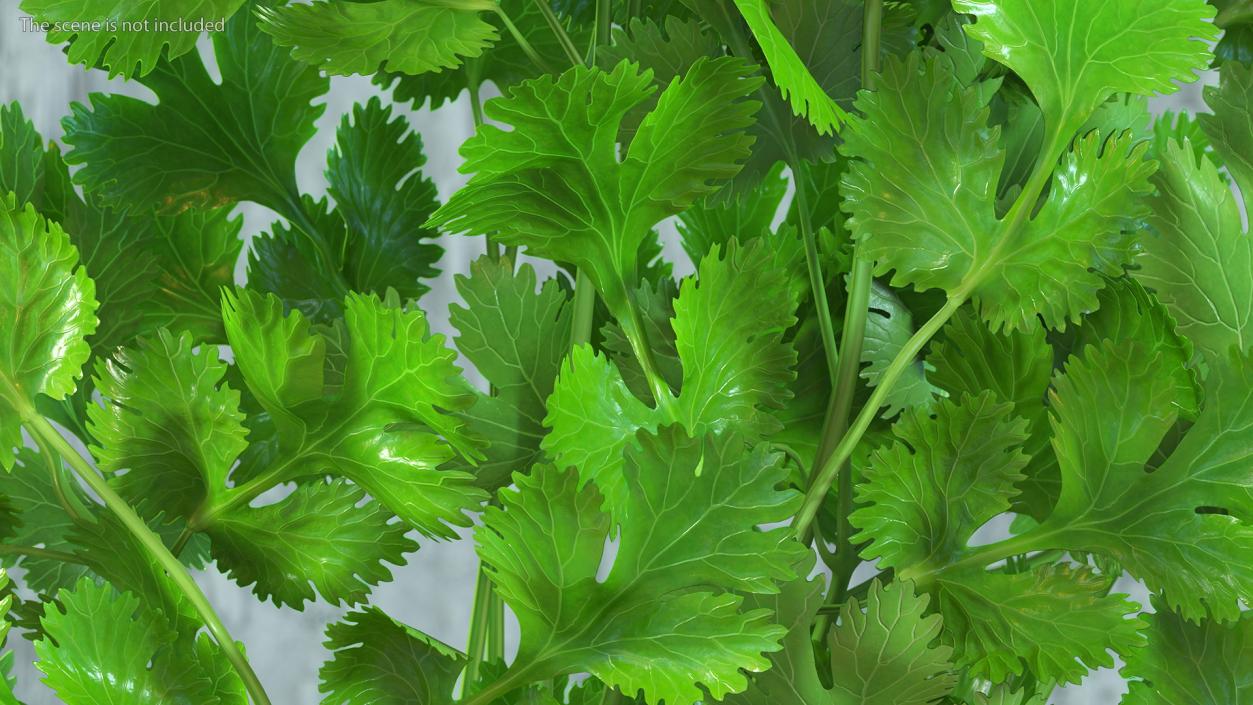 Cilantro Bunch 3D model