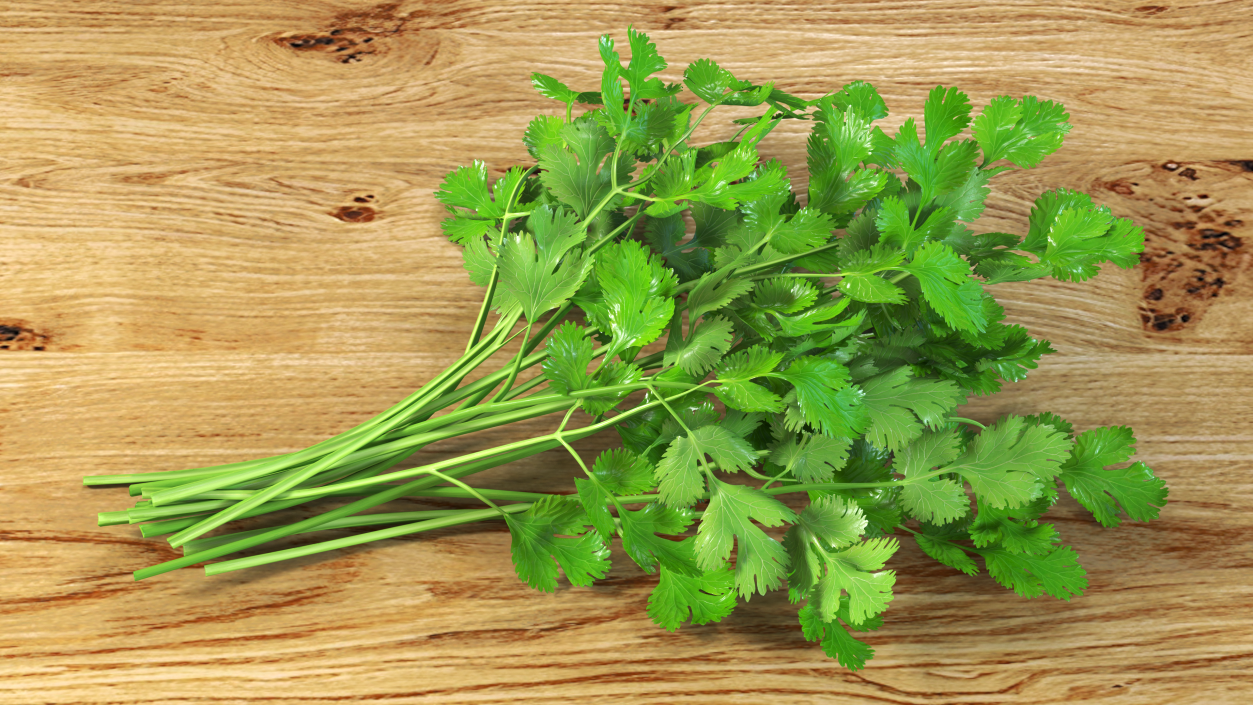 Cilantro Bunch 3D model