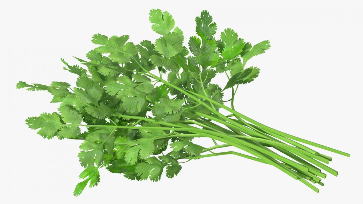 Cilantro Bunch 3D model