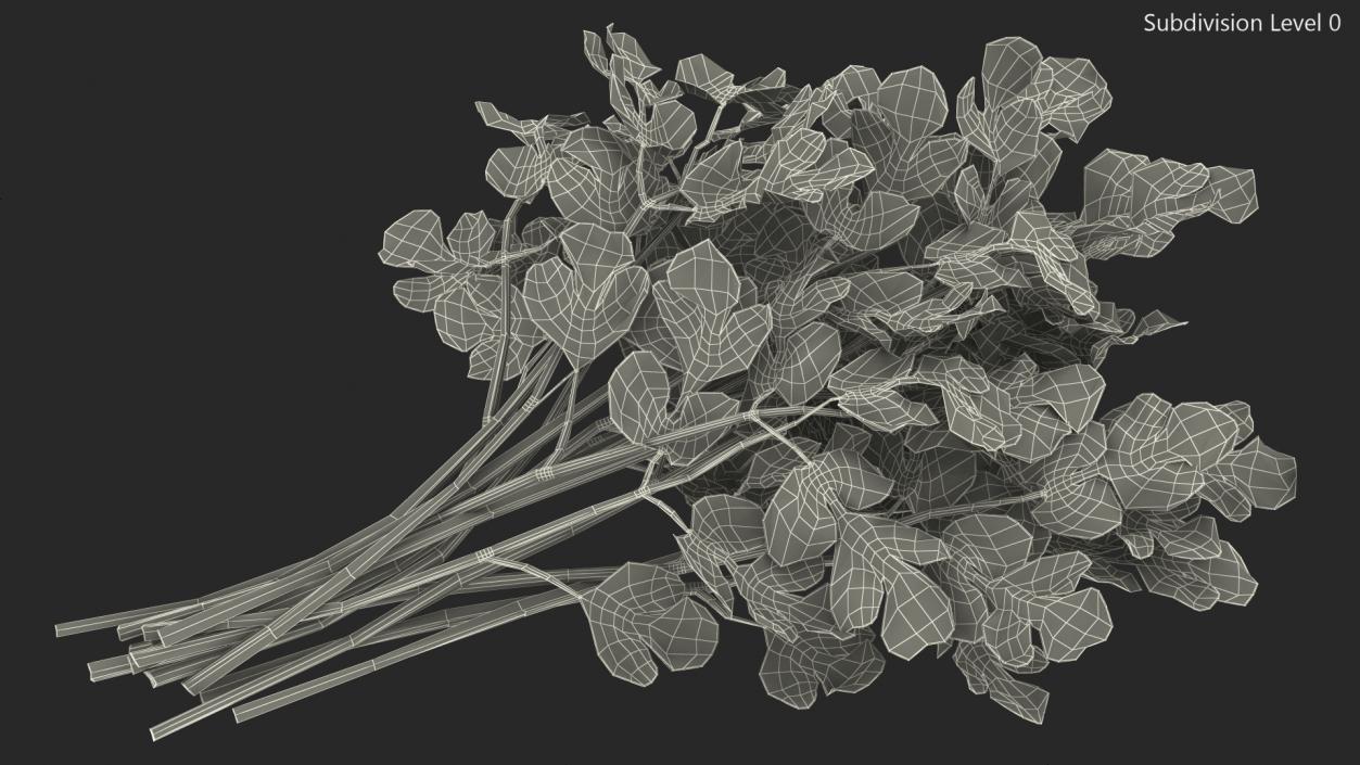 Cilantro Bunch 3D model