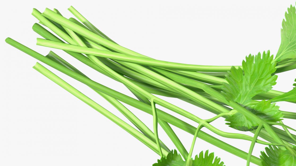 Cilantro Bunch 3D model