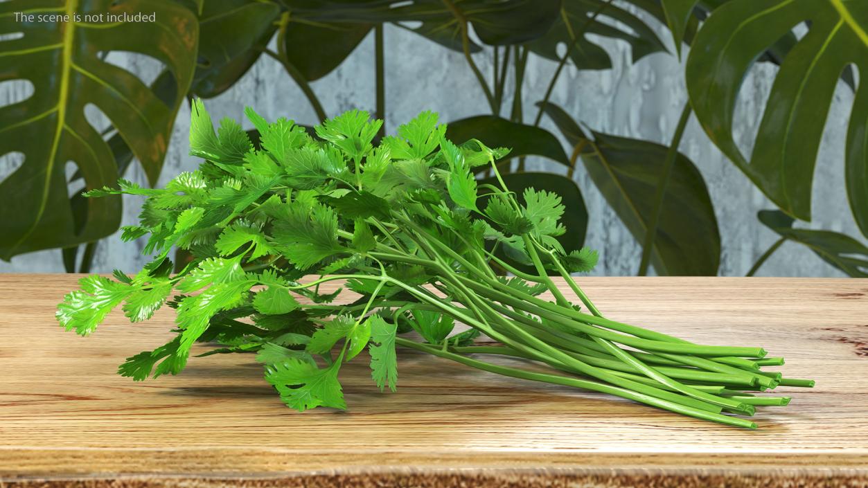 Cilantro Bunch 3D model