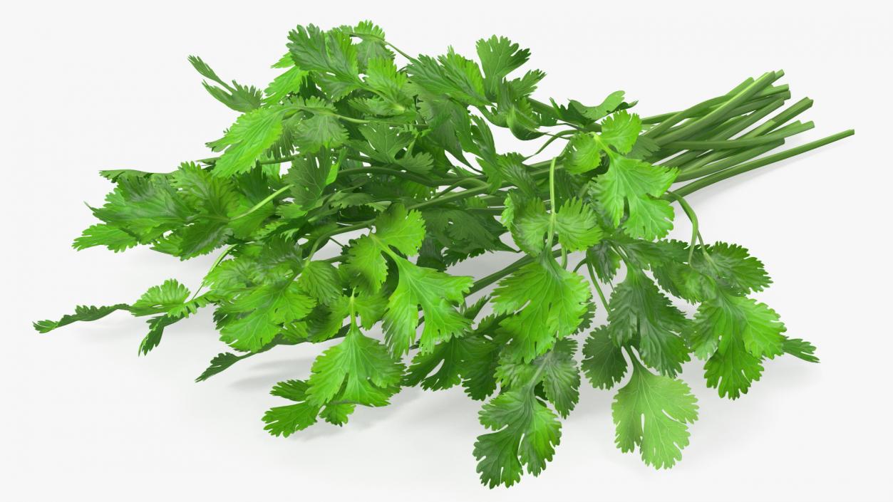 Cilantro Bunch 3D model