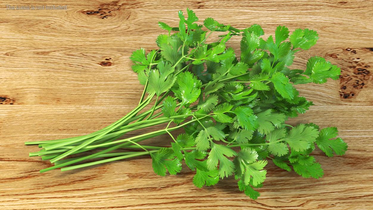 Cilantro Bunch 3D model