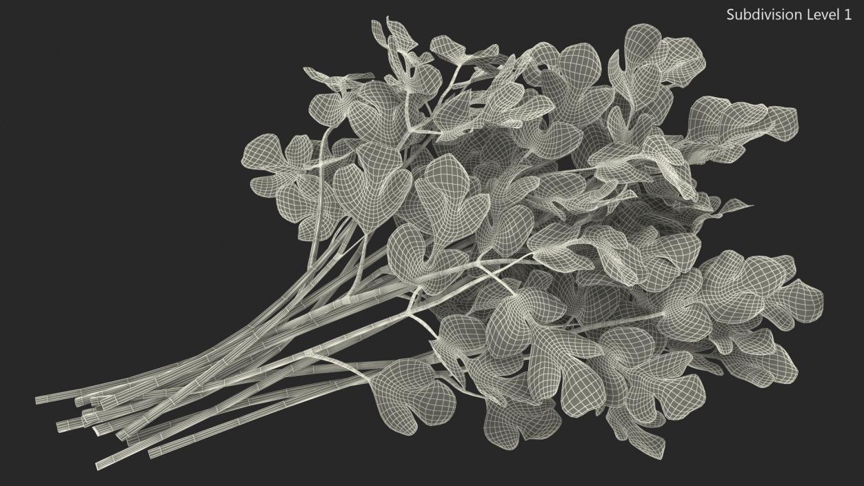 Cilantro Bunch 3D model