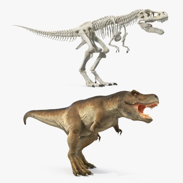 Tyrannosaurus Rex with Skeleton Collection 3D